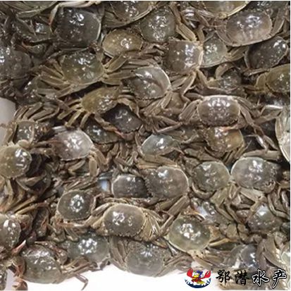 147母螃蟹