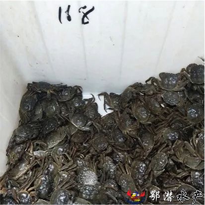 168母螃蟹