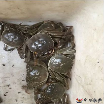 28母螃蟹