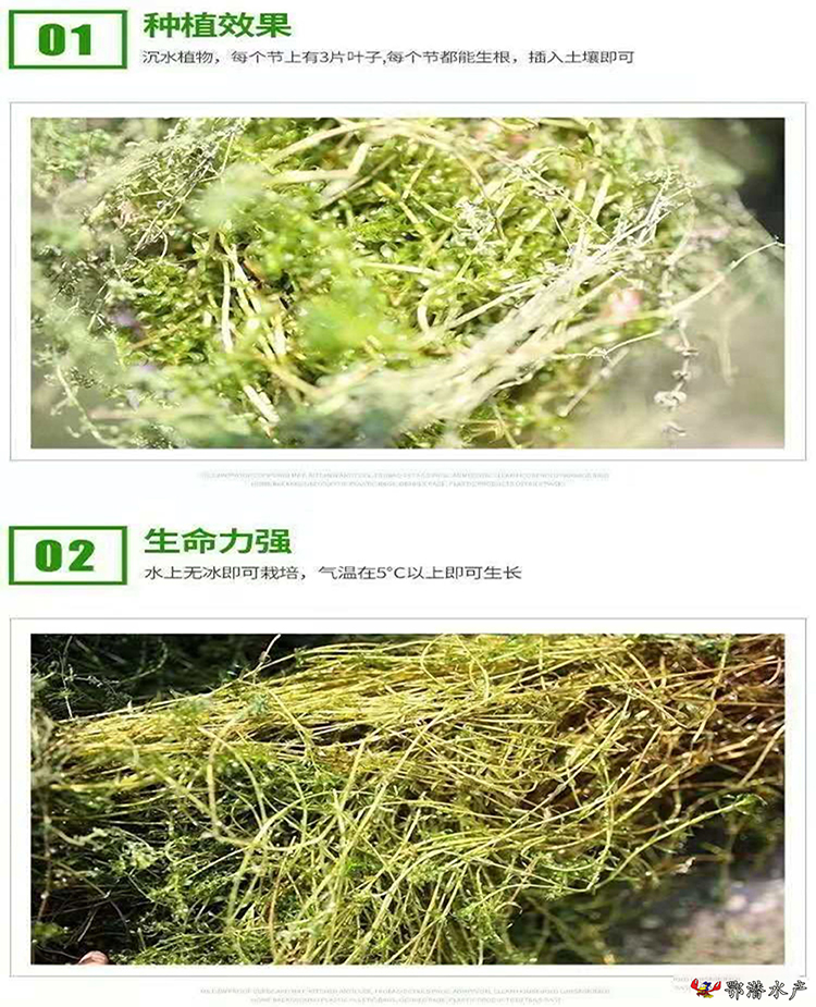 小龙虾虾草