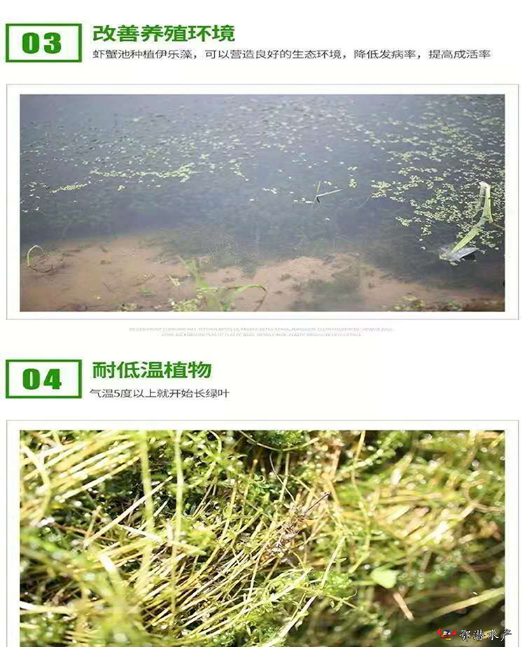 小龙虾虾草
