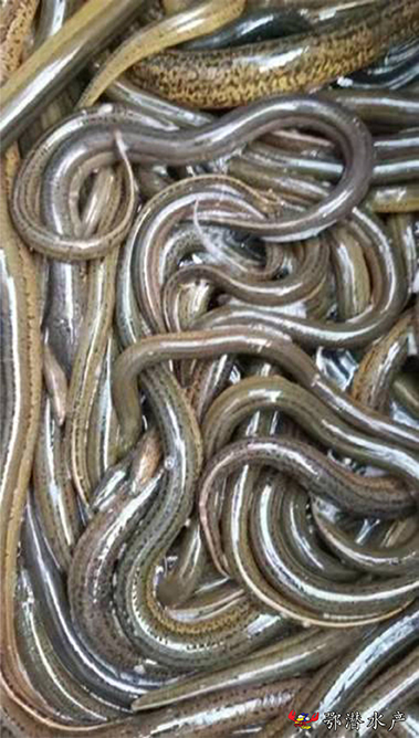鳝鱼4.jpg