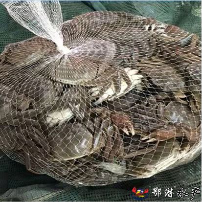 25公螃蟹