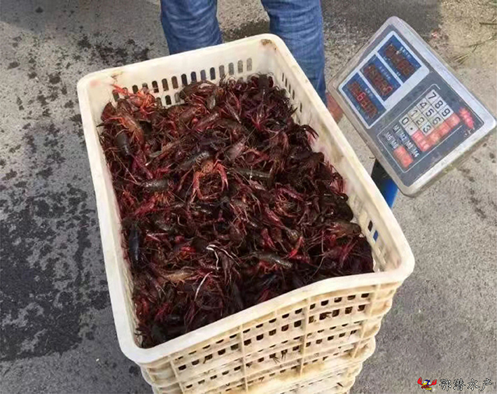 150尾以上潜江小龙虾苗(图1)