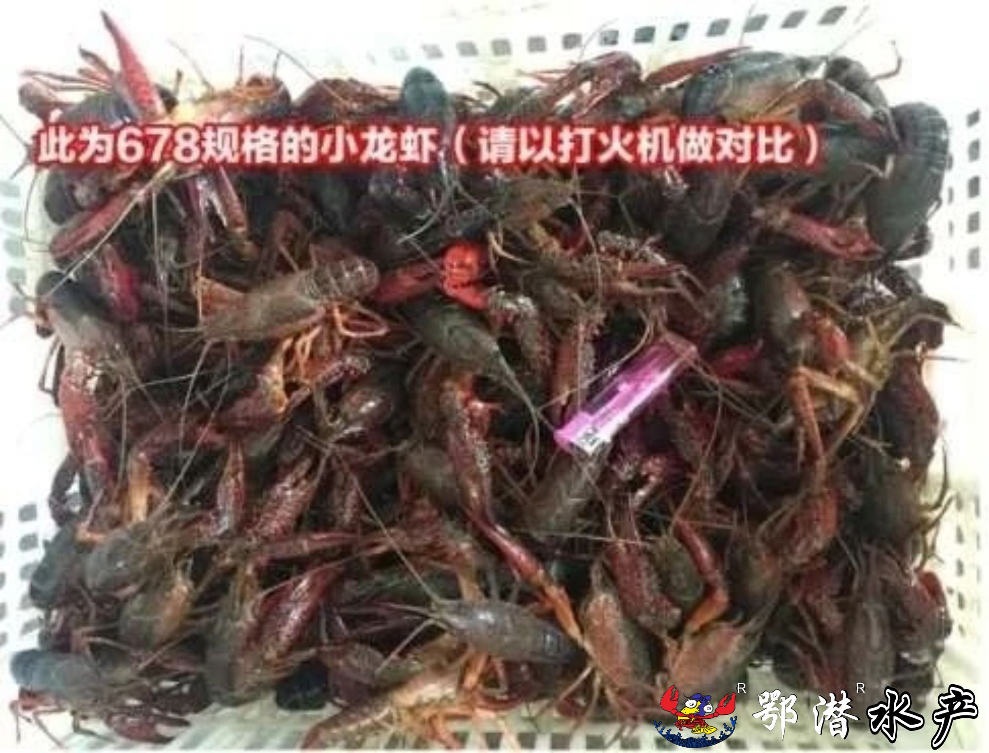 6-8大红(图2)
