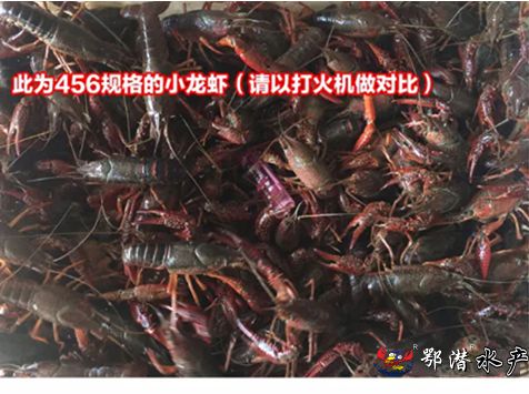 4-6中青(图3)