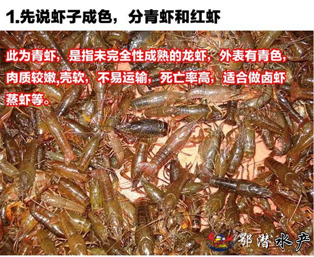 4-6中青(图2)