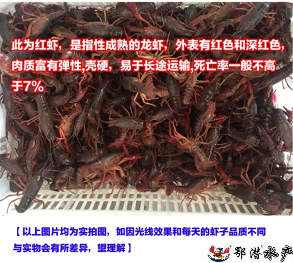 2-4小红(图1)