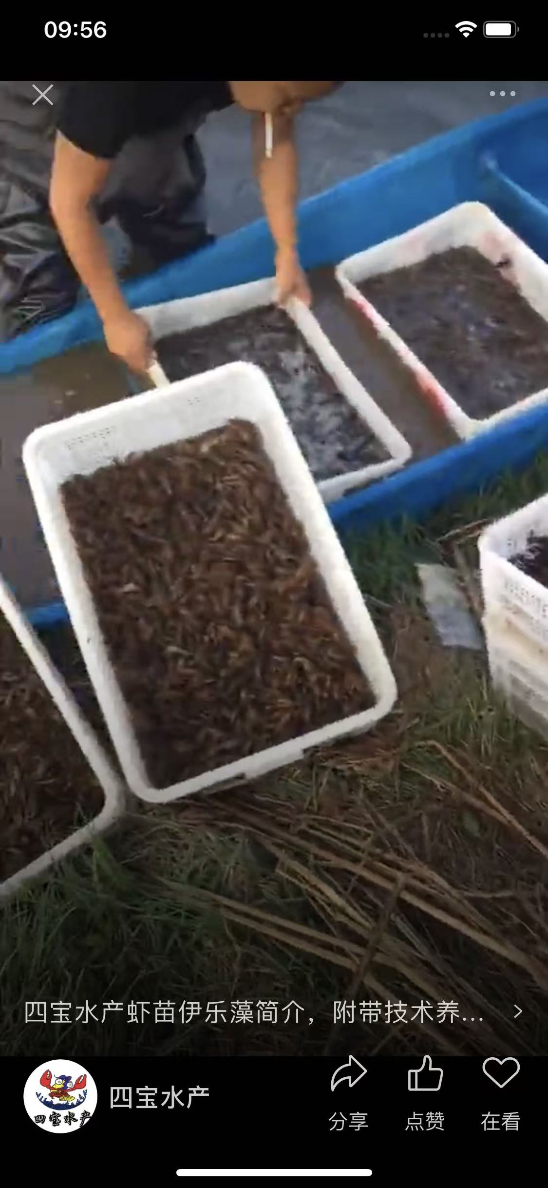 潜江小龙虾苗(图3)