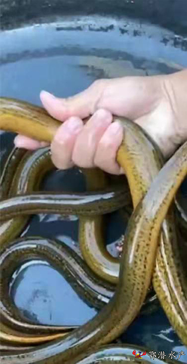 鳝鱼