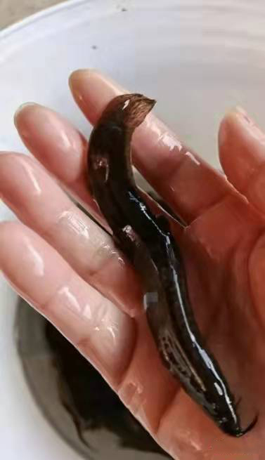 泥鳅