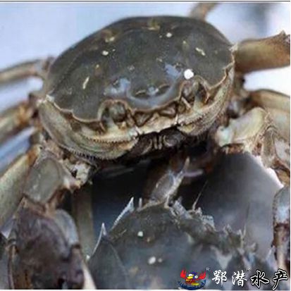 35母螃蟹