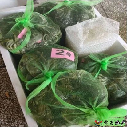2母螃蟹