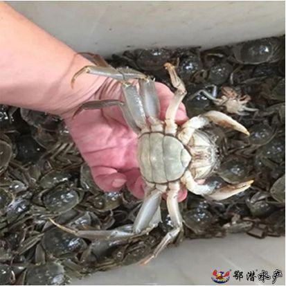 25母螃蟹
