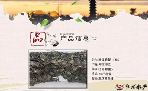 2母螃蟹(图1)