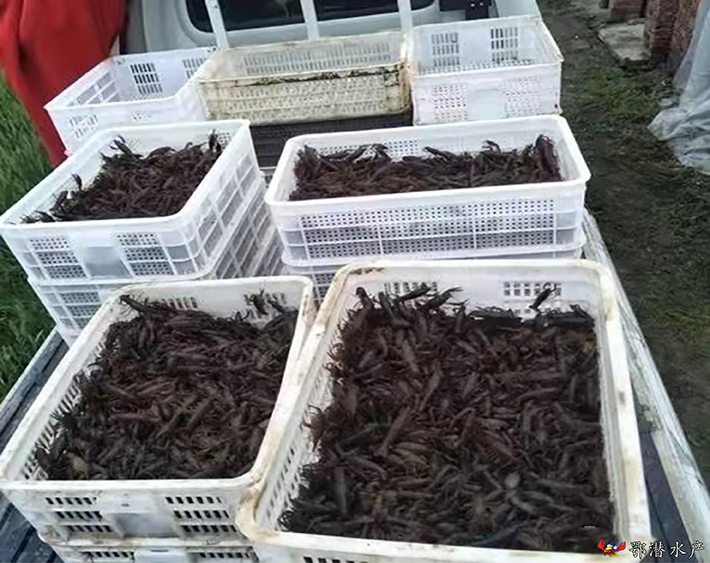潜江小龙虾苗(图5)