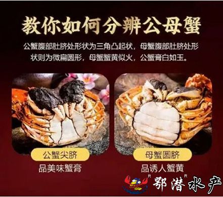 螃蟹(图8)