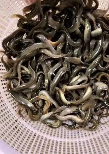鳝鱼泥鳅(图2)