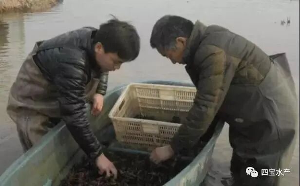 养殖小龙虾“什么时间放虾苗”最合适？教你虾苗的选择及投放技巧(图1)