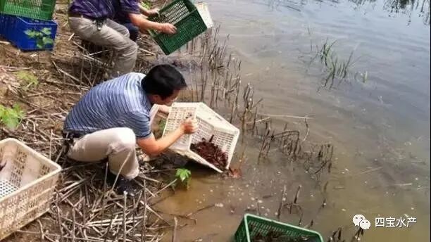 养殖小龙虾“什么时间放虾苗”最合适？教你虾苗的选择及投放技巧(图3)
