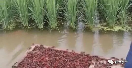 想要养殖龙虾，记住这些点你就能成功，同时也要避免误区(图3)