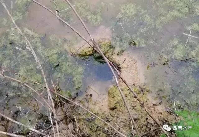 养殖小龙虾如何做整塘、清塘、进水工作您知道吗？(图1)