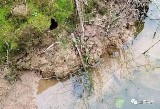 养殖小龙虾如何做整塘、清塘、进水工作您知道吗？(图2)