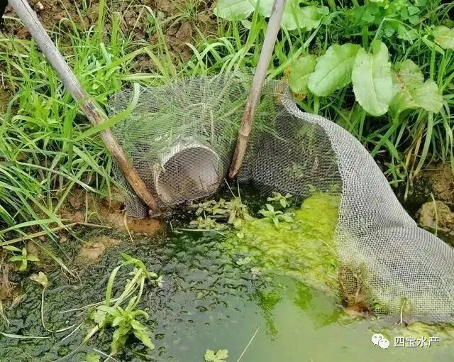 养殖小龙虾如何做整塘、清塘、进水工作您知道吗？(图5)