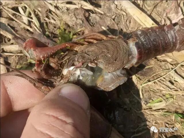 稻虾田开始死虾了，到底是哪些原因造成的呢？看看文章的分析(图3)