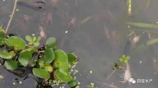 怎样才能保证自己的虾塘一年都不用买虾苗？(图5)