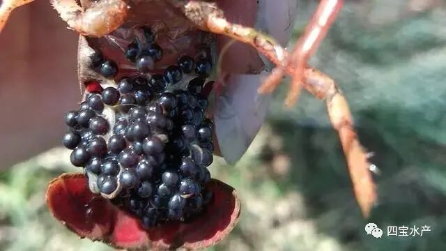 怎样才能保证自己的虾塘一年都不用买虾苗？(图1)